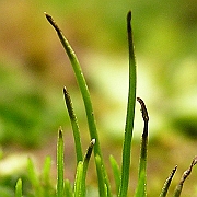 Anthoceros. Detalle del talo con varios esporofitos. Creciendo sobre suelo compacto, expuesto, humedo. Jardin Botanico Clavijero. INECOL