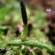 Marchantiophyta